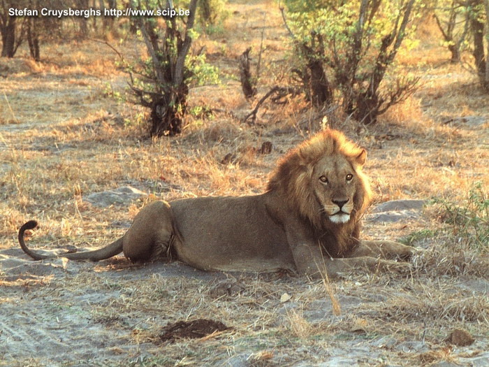 Chobe - Lion A lion keeping watch. Stefan Cruysberghs